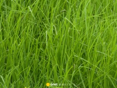 Kiedy najlepiej kosić trawę? Eksperci podali konkretny termin