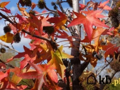 Wystarczy potrzeć liść i poczujesz zapach. Ten hit ogrodów zaskakuje