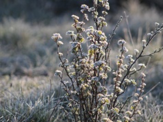 Przymrozki w województwie lubelskim. IMGW wydał ostrzeżenie pierwszego stopnia