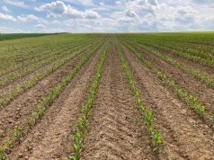 Odchwaszczanie kukurydzy – strategia uzależniona od wilgotności gleby