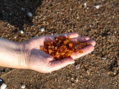 Wyjątkowe zbiory nad morzem. „Złoto Bałtyku jako główne danie”