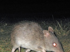 Uważali, że wymarł 150 lat temu. Nocą pojawił się w kamerze