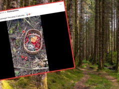 Poszedł na grzyby w marcu. Trafił na niezwykłe miejsce. "Dzieje się magia"