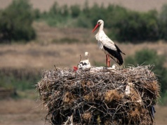 Pierwsze bociany wróciły do regionu
