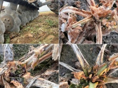 Trudne decyzje o likwidacji rzepaku. Słabe plantacje bez opłacalnej alternatywy