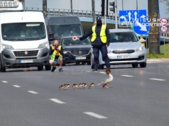 Już za moment rozpoczną się wędrówki nurogęsi do Wisły!