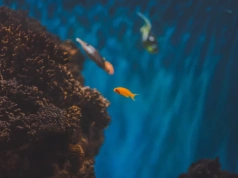 Akwarium dla początkujących – jak zacząć przygodę z akwarystyką bez błędów?