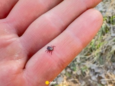 Coraz więcej kleszczy w ogrodach. Ten gatunek ptaka pomaga w walce