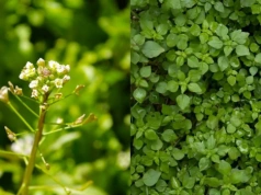 Tasznik i gwiazdnica w rzepaku po zimie. Czym poprawić zabieg?