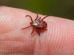 Upierz w tym ubrania. Kleszcze będą omijać cię szerokim łukiem