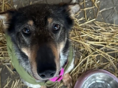 Futrzani Przyjaciele 2.0 w Siedlcach. Setki kilogramów karmy i pomoc dla bezdomnych zwierząt