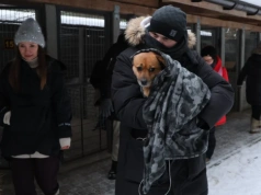 Koszmar zwierząt w Sobolewie. Jest wyrok w sprawie schroniska "Happy Dog"