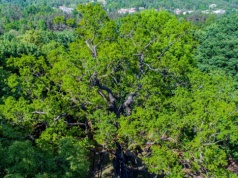 Rekordy rodzimej flory, czyli nie tylko o Dębie Bartku