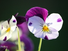 Nawet 10 sadzonek za sprzęt. W Krakowie rusza akcja „Kwiaty za elektrograty”