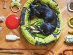 Rośnie branża PetCare. W polskich galeriach rządzą te marki