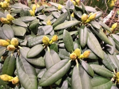 Wsyp 10 łyżek do wody i podlej rododendron w marcu. Ogrodnicy bez wątpliwości: „utonie w kwiatach”