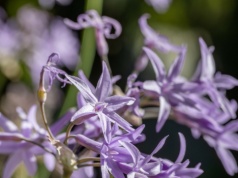 Posadź w ogrodzie. Krety i nornice będą się trzymać od niego z daleka