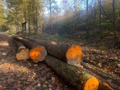 Rząd obiecuje ochronę, lasy idą pod topór. Alarmujące dane o wycinkach