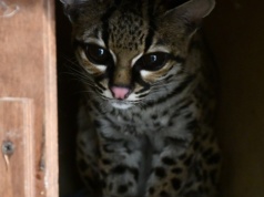 Tajemniczy kot w Polsce. Wkrótce będzie robił niezwykłe rzeczy