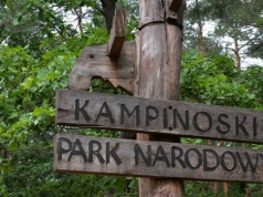 Biały łoś w Kampinoskim Parku Narodowym. Park wyjaśnia zjawisko leucyzmu