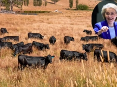 Umowa UE–Australia podpisana. Nowa konkurencja dla wołowiny na rynku UE