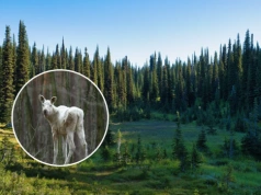 Niecodzienne spotkanie w polskiej puszczy. „Niczym bohater Disneya”