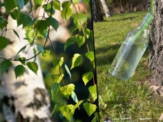 Zbierają ją od pokoleń. Oskoła to naturalny hit na wiosnę. Ale musisz się spieszyć