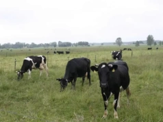 Co dalej z cenami mleka? Dane GUS i GDT dają wyraźny sygnał