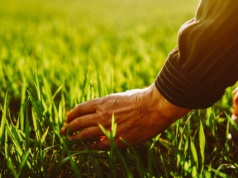 Zwalczanie chwastów w pszenicy ozimej: Jak skutecznie wykonać zabieg poprawkowy wiosną?