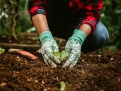 Zabronione rośliny w Niemczech. Pod żadnym pozorem nie wolno ich sadzić