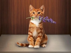 Winda do miłości - recenzja książki