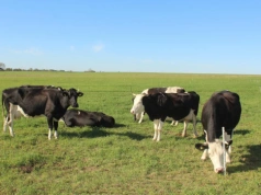 W UE będzie mniej zwierząt gospodarskich? Pogłowie bydła, owiec, kóz i świń