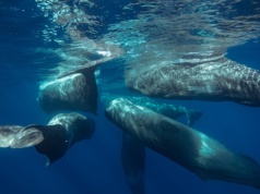 Zaskakujące zachowanie kaszalotów. A jednak wielorybnicy mieli rację