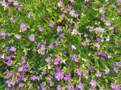 Posadź to na balkonie zamiast pelargonii. Ta roślina znosi upał lepiej niż myślisz