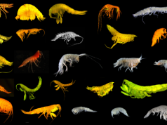 Dwadzieścia cztery nowe dla nauki gatunki głębinowe odkryte w Pacyfiku