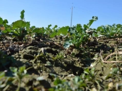 Pierwsza dawka azotu pod rzepak w 2026 roku. Ile i kiedy zastosować?