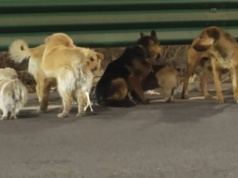 Te pieski stały się viralem. Uciekły z rąk oprawców i wróciły do domu, pokonując 17 kilometrów