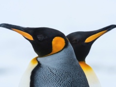 Niewiele zwierząt korzysta z katastrofy klimatycznej. Oto chwilowi wybrańcy