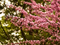 Posadź to drzewo teraz – w maju sąsiedzi nie oderwą wzroku. Obsypie się różowymi kwiatami