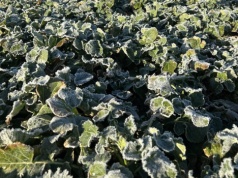 Rusza wiosenny sezon ubezpieczeń upraw w Generali Polska