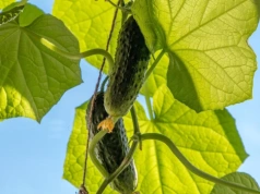 Zapomnij o nawozach. Kosze pełne plonów, a działkowcy w szoku