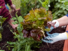 Sadź je obok siebie. W małym ogrodzie robi to ogromną różnicę