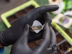 Dlaczego rozdawanie własnych nasion jest zabronione? Grozi za to ponad 2000 zł grzywny