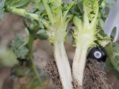 Rzepak słabo ruszył po zimie. Jak i kiedy można go wspomóc?