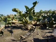 Ile siarki pod rzepak i zboża? To decyduje o pobieraniu azotu