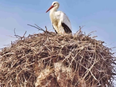 Czy wiesz, że … bocianie gniazdo może mieć ponad 100 lat i ważyć tyle co mały samochód?