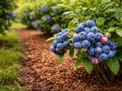 Rozłożyłeś to pod borówką? Jeśli nie, owoce będą gnić na potęgę