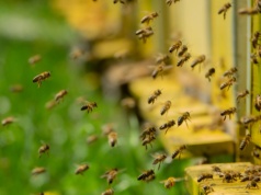 2,4 mln rodzin pszczelich w Polsce. Wieloletni trend przerywany