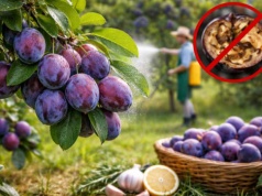 Koniec z robaczywymi śliwkami! Ten naturalny trik ocali Twoje plony