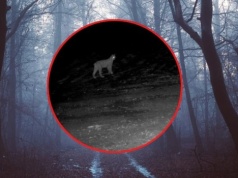 Nocne krzyki rysi w sądeckich lasach. Leśnicy pokazali wyjątkowe nagranie
